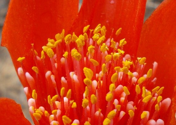 Haemanthus pubescens subsp. pubescens flowers