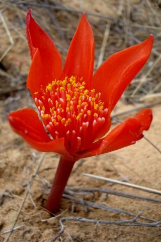 Haemanthus pubescens subsp. pubescens