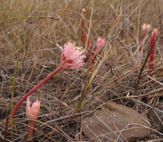 Haemanthus pumilio