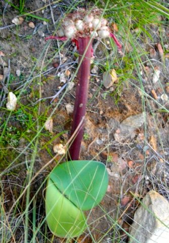 Haemanthus sanguineus