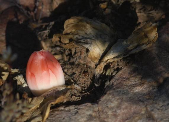 Haemanthus sanguineus emerging bud