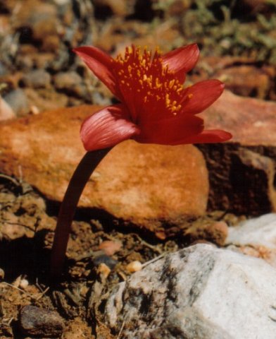 Haemanthus