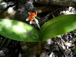 Haemanthus