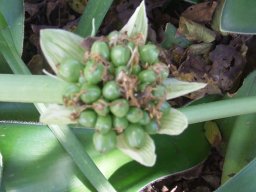 Haemanthus albiflos fruits still green