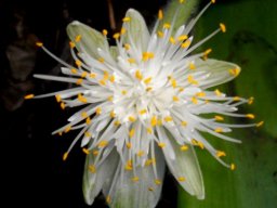 Haemanthus  albiflos flowerhead