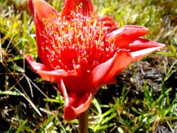 Haemanthus coccineus umbel