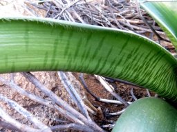 Haemanthus coccineus leaves