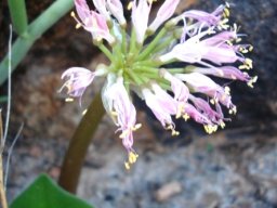 Haemanthus humilis