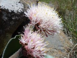 Haemanthus humilis subsp. hirsutus