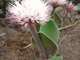 Haemanthus humilis subsp. hirsutus flowers and leaves