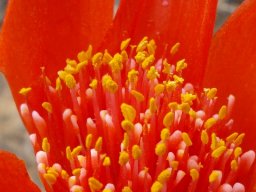Haemanthus pubescens subsp. pubescens flowers