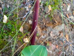 Haemanthus sanguineus