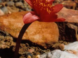 Haemanthus