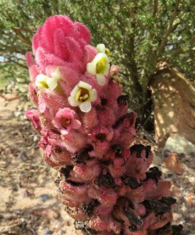 Harveya rosealba