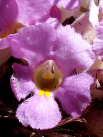 Harveya pumila flower