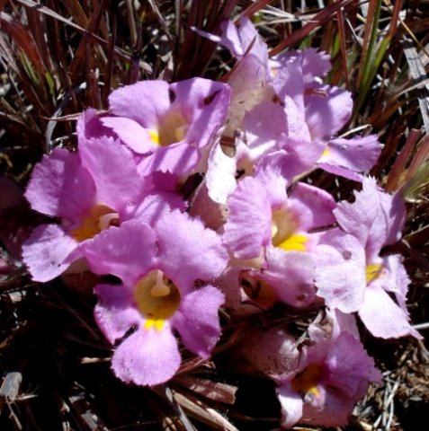 Harveya pumila