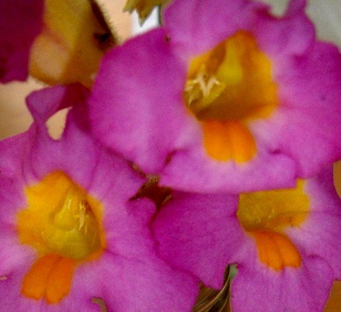 Harveya purpurea