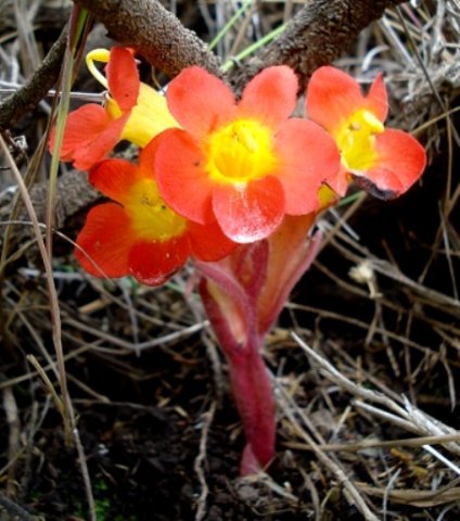 Harveya scarlatina