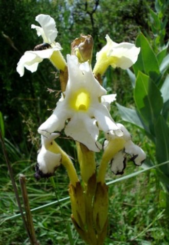 Harveya speciosa flowers