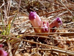 Harveya pumila buds
