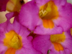 Harveya purpurea