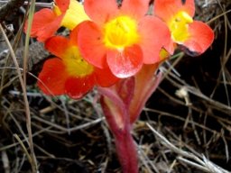 Harveya scarlatina