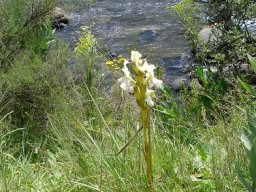 Harveya speciosa