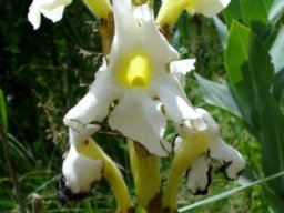 Harveya speciosa flowers
