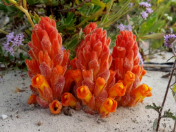 Harveya squamosa 