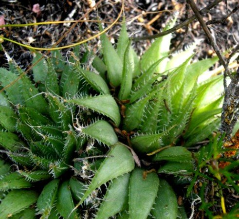 Haworthia arachnoidea branched
