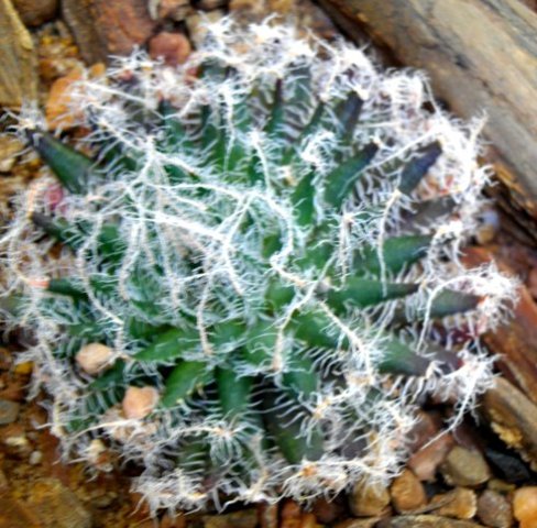Haworthia arachnoidea