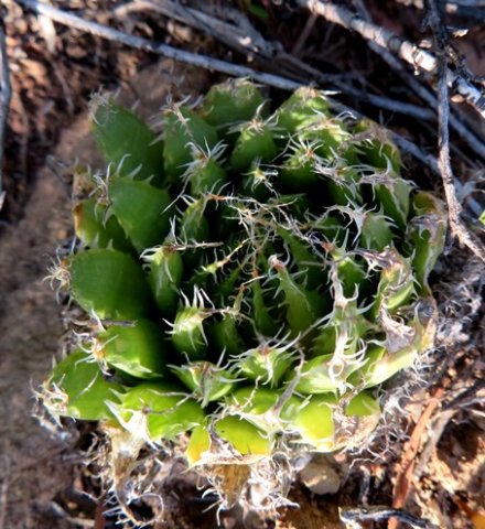 Haworthia