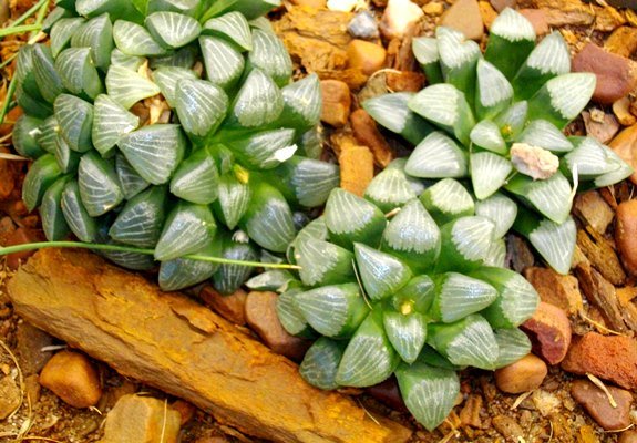Haworthia bayeri