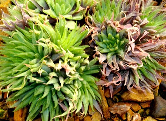 Haworthia cooperi