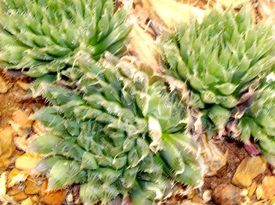 Haworthia cooperi var. cooperi