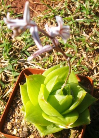 Haworthia cymbiformis