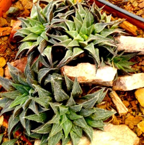 Haworthia emelyae var. major