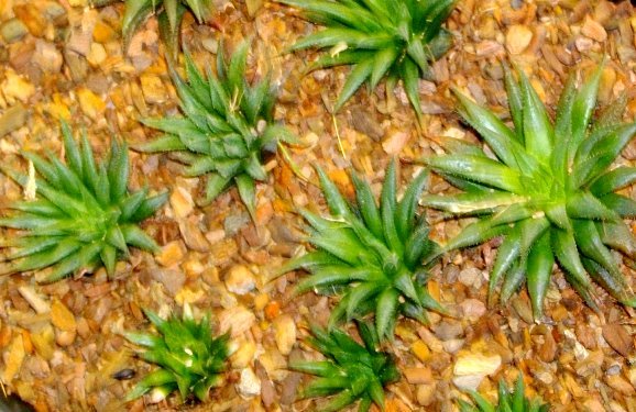 Haworthia heidelbergensis var. toonensis