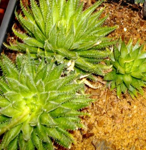 Haworthia herbacea var. herbacea