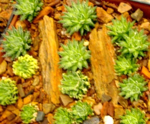 Haworthia herbacea var. paynei