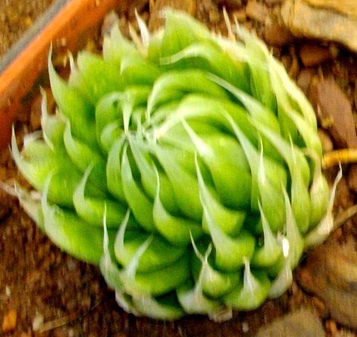 Haworthia lockwoodii