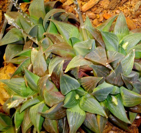 Haworthia magnifica var. magnifica