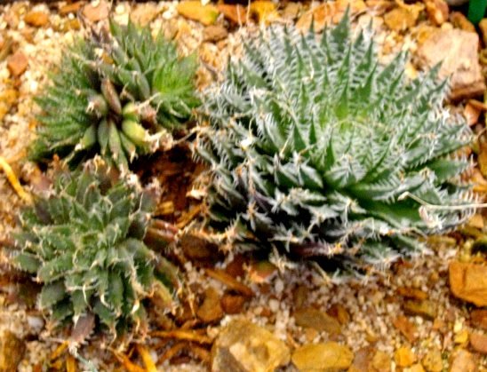 Haworthia marumiana var. dimorpha 