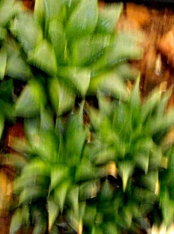 Haworthia mirabilis var. triebneriana