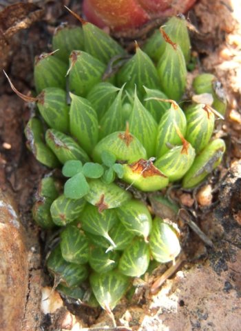 Haworthia mucronata