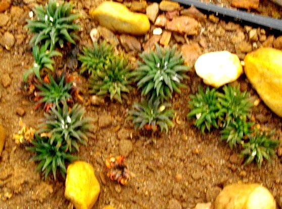 Haworthia parksiana
