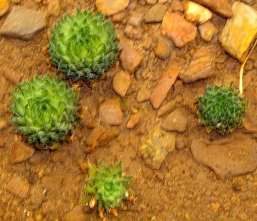 Haworthia pulchella var. pulchella