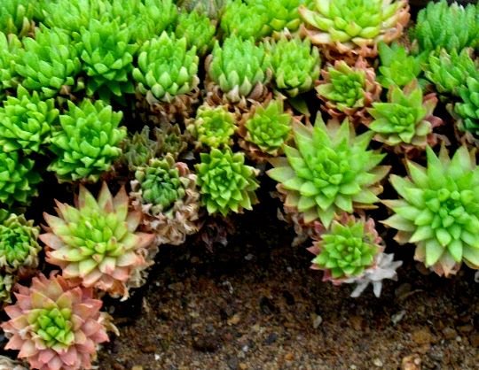 Haworthia reticulata var. reticulata