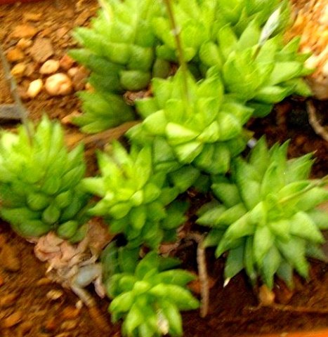 Haworthia reticulata var. subregularis