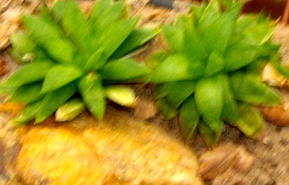 Haworthia turgida